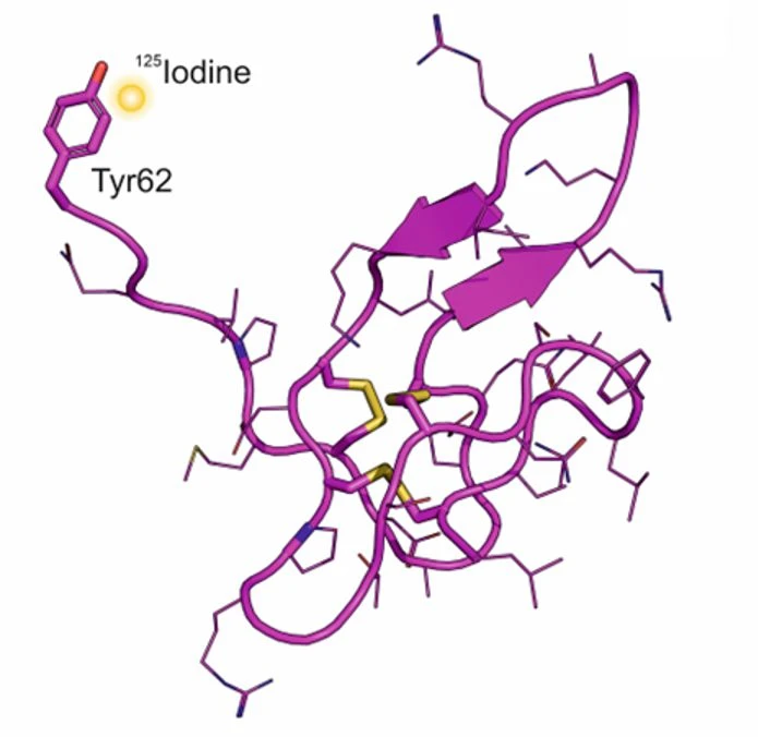 Trojrozměrná struktura peptidu selektivně značeného jódem-125 mimo oblast vazebného místa receptor-peptid. Žlutě znázorněno umístění I-125. (A) Cocaine- and amphetamine-regulated transcript peptide (CART)(61–102) (fialově).