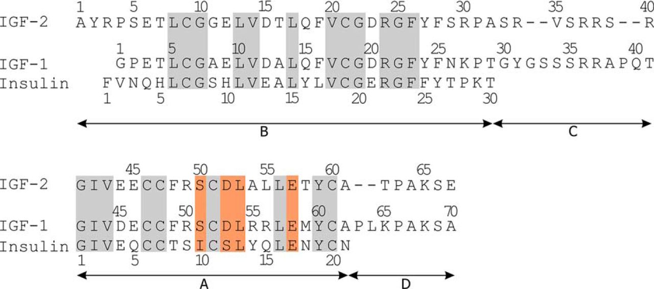 Mutations at hypothetical binding site 2 in insulin and insulin-like growth factors 1 and 2 result in receptor- and hormone-specific responses