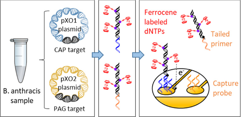 Duplex Electrochemical DNA Sensor to Detect <i>Bacillus anthracis</i> CAP and PAG DNA Targets Based on the Incorporation of Tailed Primers and Ferrocene-Labeled dATP