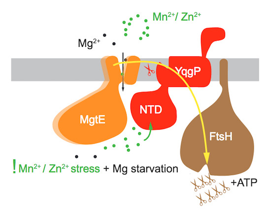 Rhomboid intramembrane protease YqgP licenses bacterial membrane protein quality control as adaptor of FtsH AAA protease