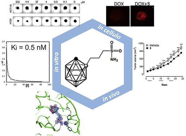 Sulfonamido carboranes as highly selective inhibitors of cancer-specific carbonic anhydrase IX