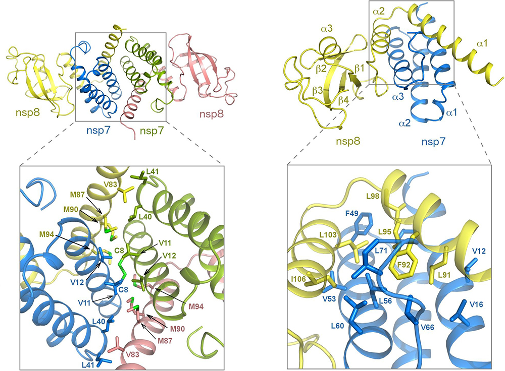 Structural analysis of the putative SARS-CoV-2 primase complex