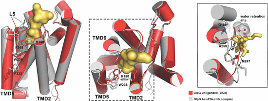 Substrate binding and specificity of rhomboid intramembrane protease revealed by substrate-peptide complex structures
