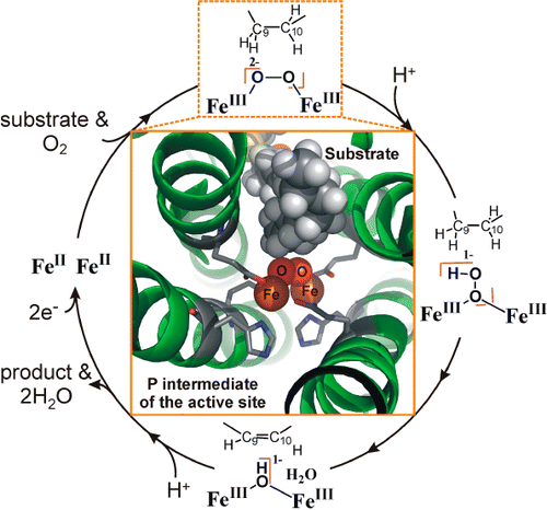 Reactivity of the Binuclear Non-Heme Iron Active Site of Δ<sup>9 </sup>Desaturase Studied by Large-Scale Multireference <i>Ab Initio</i> Calculations