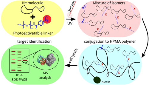 Identification of Protein Targets of Bioactive Small Molecules Using Randomly Photomodified Probes