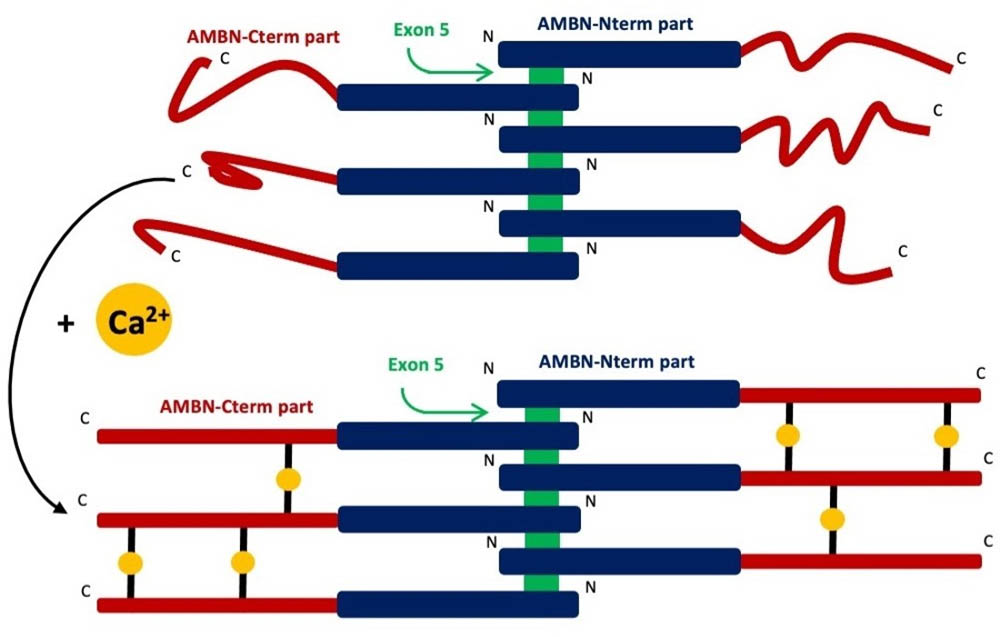 Characterization of AMBN I and II Isoforms and Study of Their Ca<sup>2+</sup>-Binding Properties
