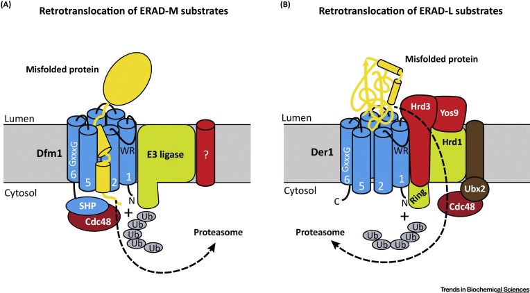 The Rhomboid Superfamily: Structural Mechanisms and Chemical Biology Opportunities