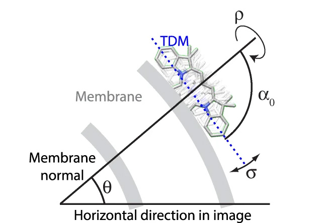 Quantitative linear dichroism imaging of molecular processes in living cells made simple by open software tools