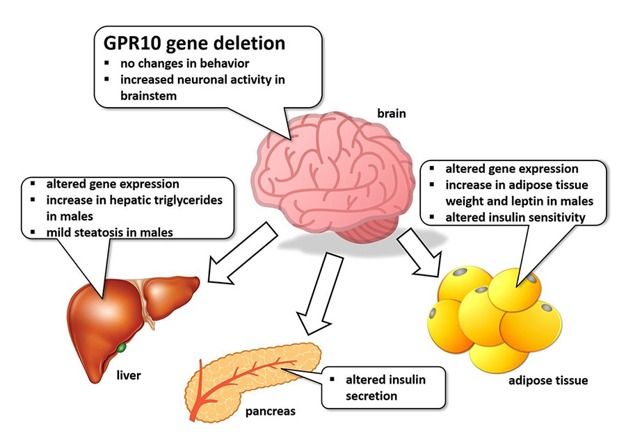 GPR10 gene deletion in mice increases basal neuronal activity, disturbs insulin sensitivity and alters lipid homeostasis
