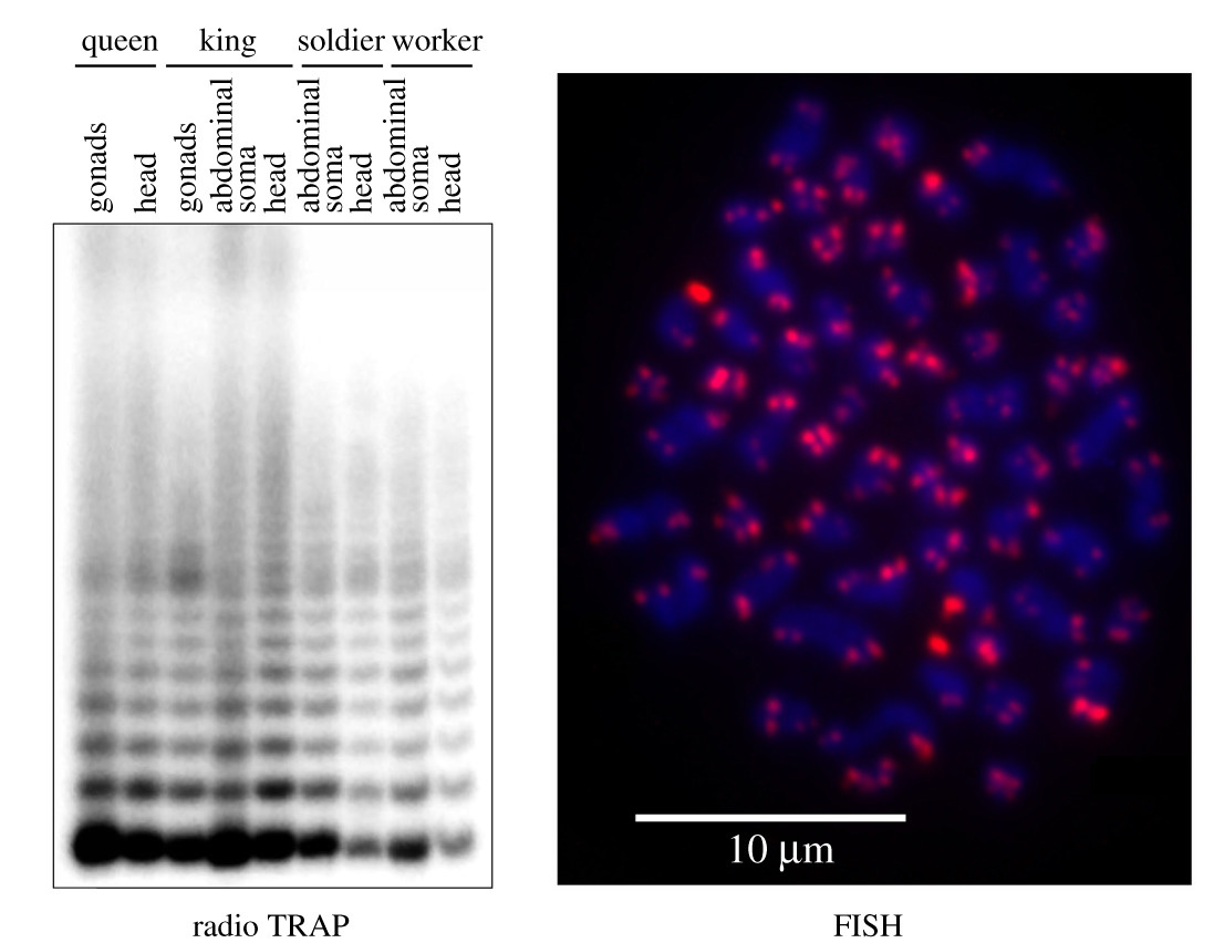 Long-lived termite kings and queens activate telomerase in somatic organs