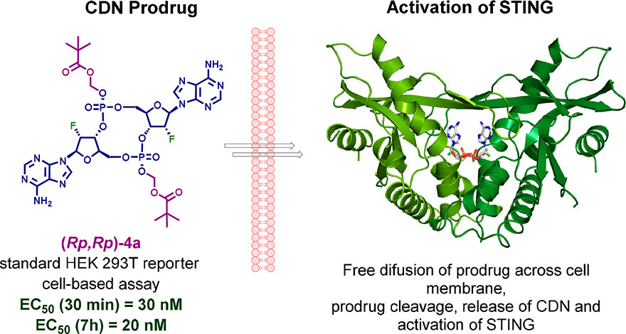 Synthesis and Biological Evaluation of Phosphoester and Phosphorothioate Prodrugs of STING Agonist 3′,3′-c-Di(2′F,2′dAMP)