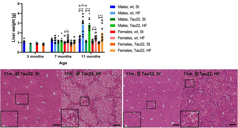 Aging and high-fat diet feeding lead to peripheral insulin resistance and sex-dependent changes in brain of mouse model of tau pathology THY-Tau22