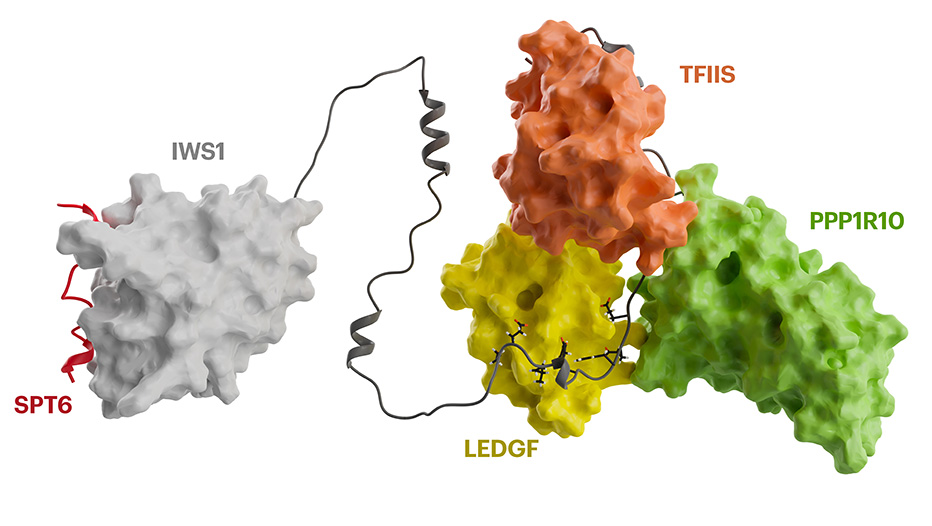 A ubiquitous disordered protein interaction module orchestrates transcription elongation