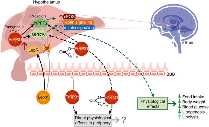 Lipidized Prolactin-Releasing Peptide as a New Potential Tool to Treat Obesity and Type 2 Diabetes Mellitus: Preclinical Studies in Rodent Models