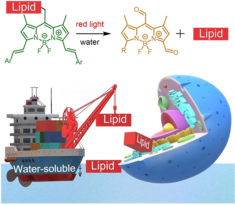 Red-Shifted Water-Soluble BODIPY Photocages for Visualisation and Controllable Cellular Delivery of Signaling Lipids
