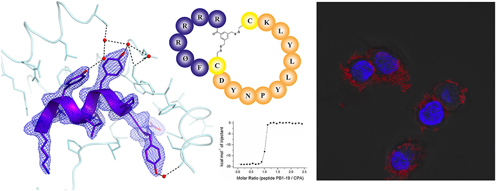 Thermodynamic and structural characterization of an optimized peptide-based inhibitor of the influenza polymerase PA-PB1 subunit interaction