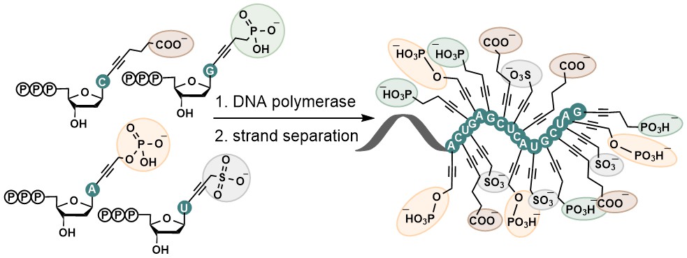 Superanionic DNA: enzymatic synthesis of hypermodified DNA bearing four different anionic substituents at all four nucleobases