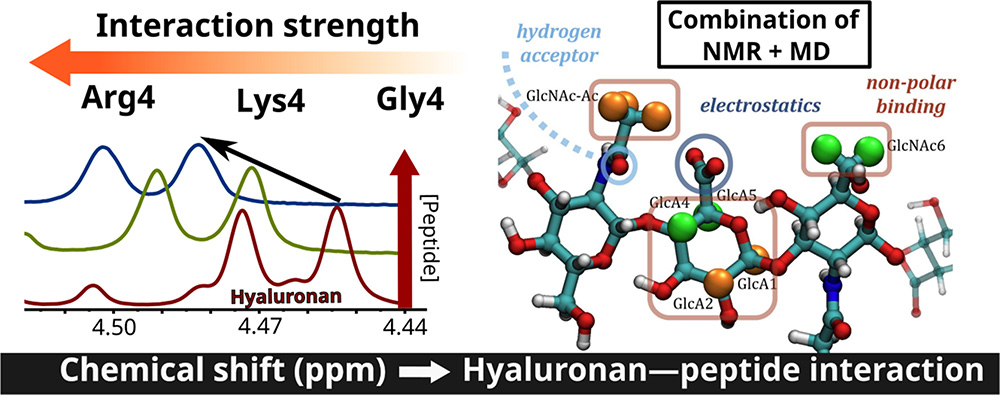 Hyaluronan-arginine enhanced and dynamic interaction emerges from distinctive molecular signature due to electrostatics and side-chain specificity