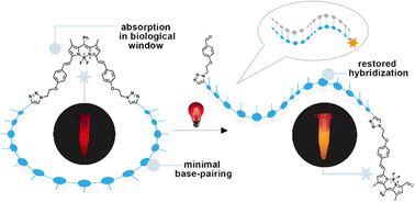 BODIPY phototether enables oligonucleotide cyclization and subsequent deprotection by tissue-transparent red light