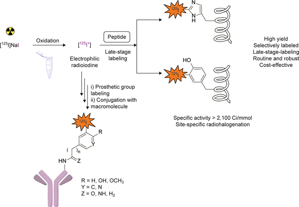 Late-stage labeling of diverse peptides and proteins with iodine-125