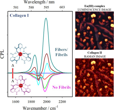 Enantioselective Lanthanide Binding Modulates Collagen Self-Assembly