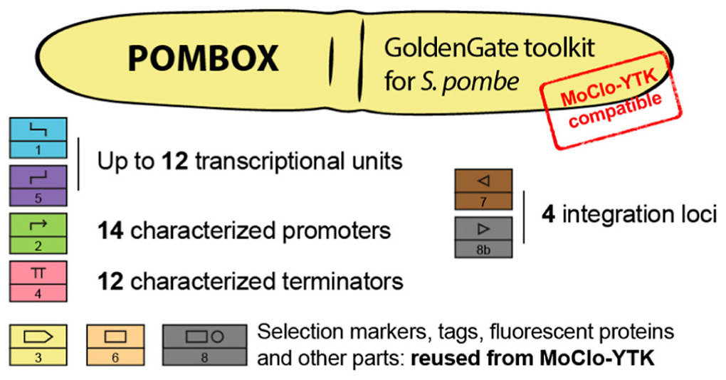 Molecular cloning toolkit for the fission yeast S. pombe