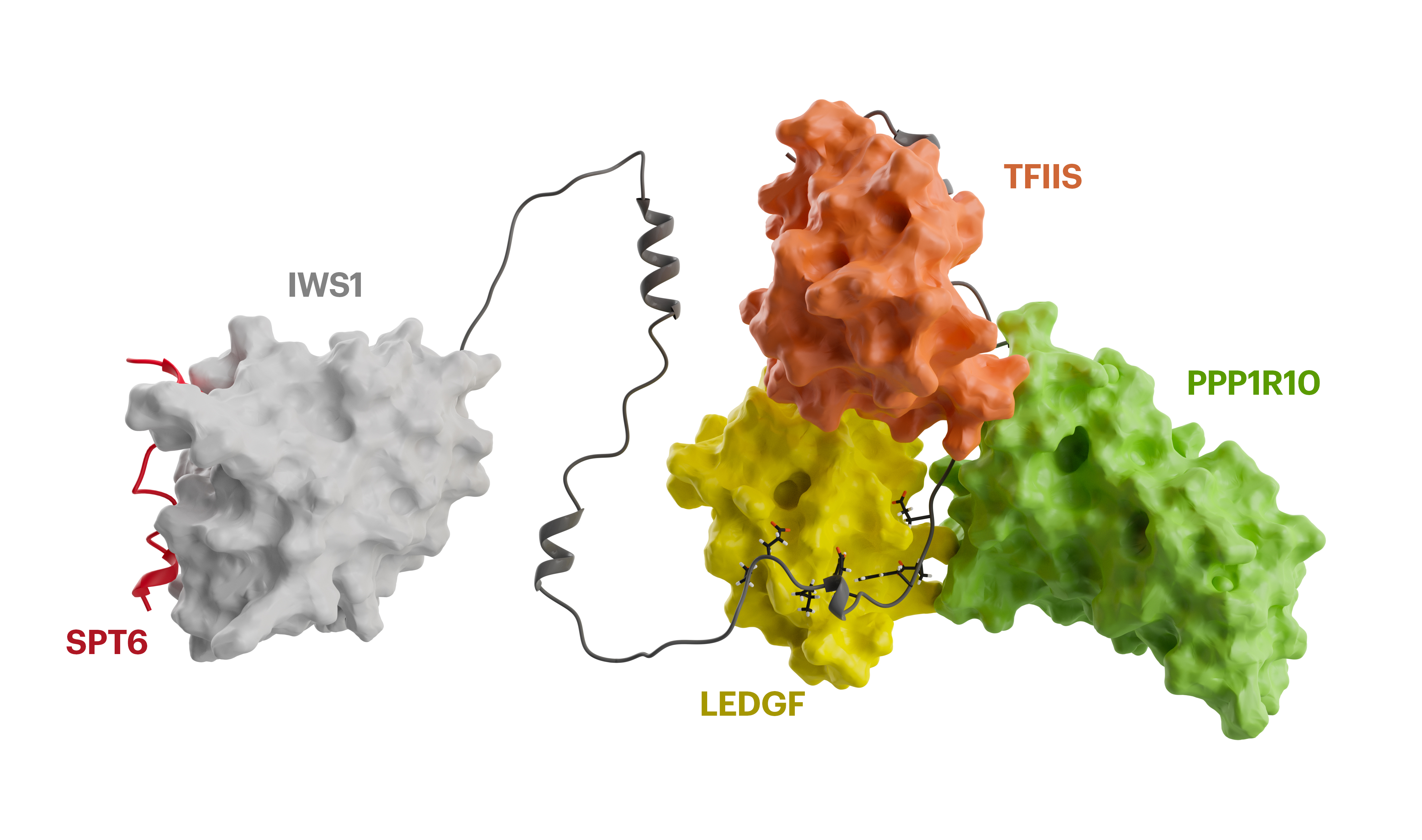 Study highlights role of disordered protein interactions in gene expression