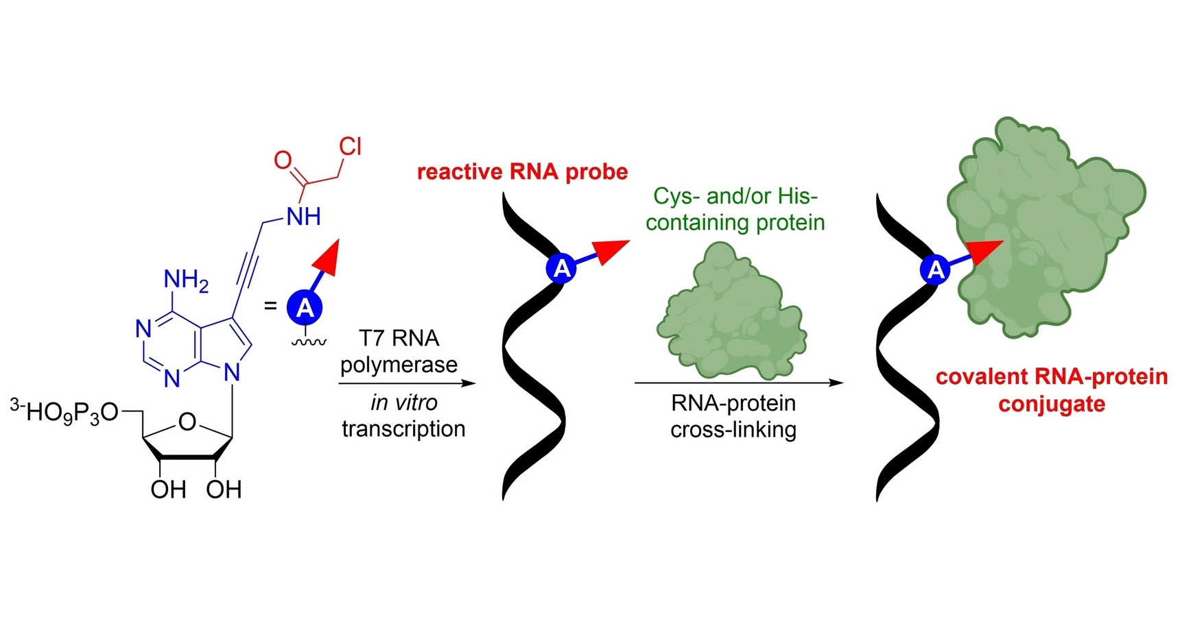 Reactive RNA probes for bioconjugation and cross-linking
