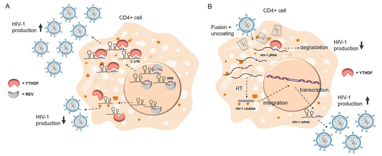 It’s the little things (in viral RNA)