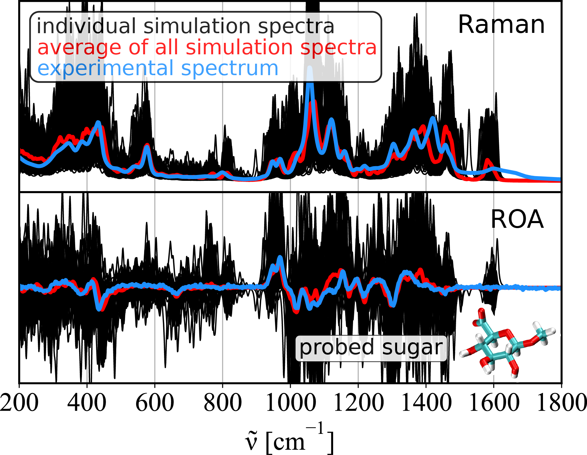 Raman optical activity predictions for saccharides