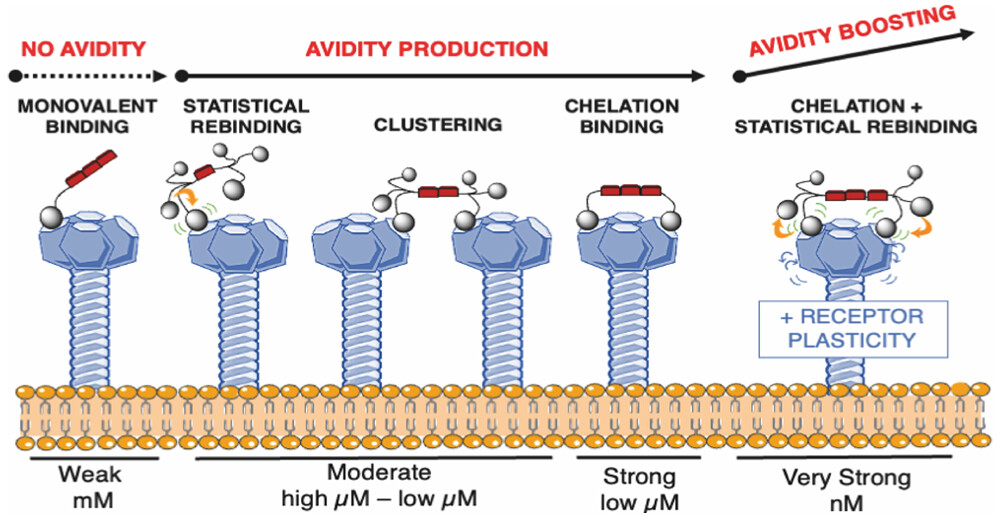 The mechanism of virus-attachment blockers on DC-SIGN