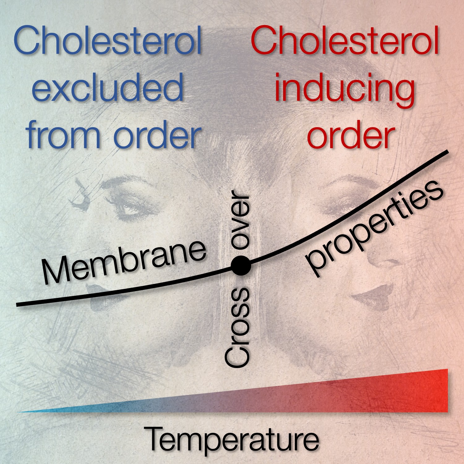 Modeling heterogeneity of biological membranes – two faces of the liquid ordered phase
