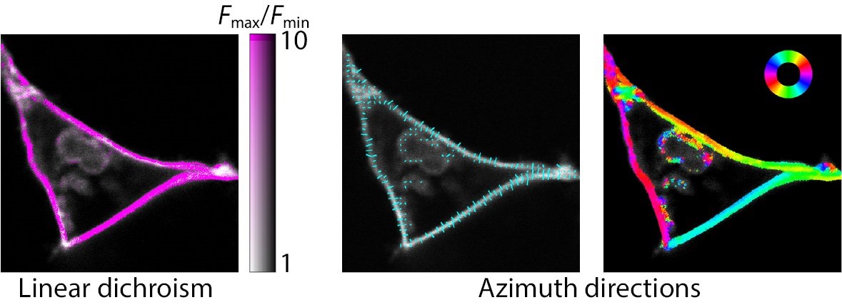 Software tools for imaging of molecular processes in living cells