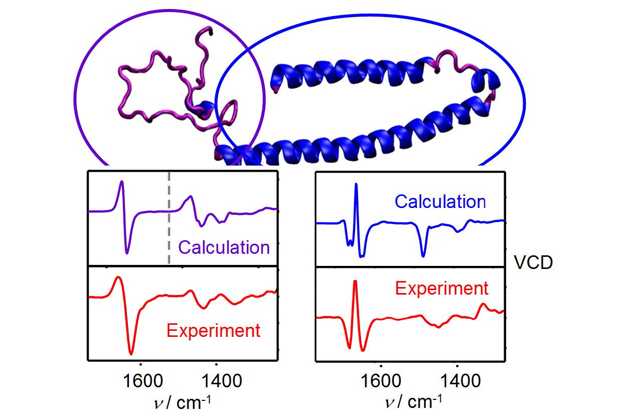 Study of α-synuclein by the spectroscopy of vibrational optical activity