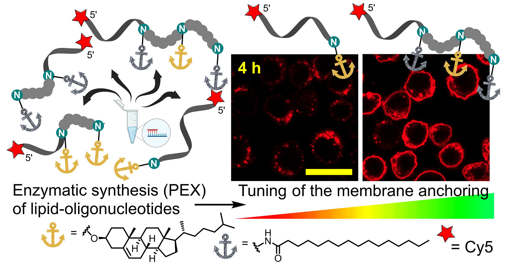 Lipid-oligonucleotides with enhanced membrane anchoring efficiency