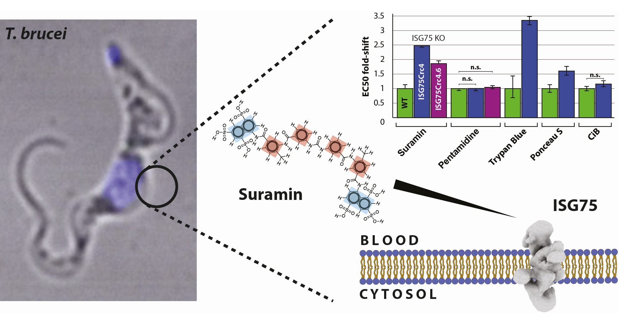 The role of invariant surface glycoprotein 75 in xenobiotic acquisition by African trypanosomes