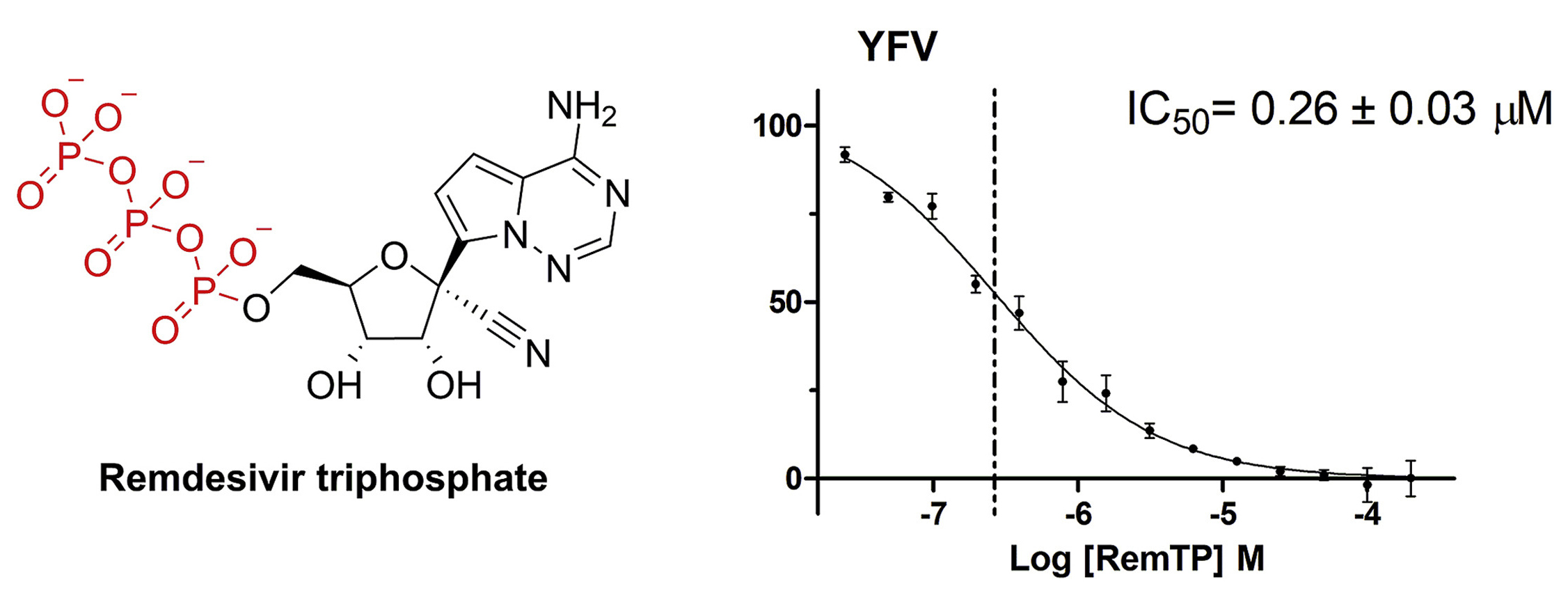 Remdesivir triphosphate inhibits the RNA-dependent RNA polymerase also from flaviviruses