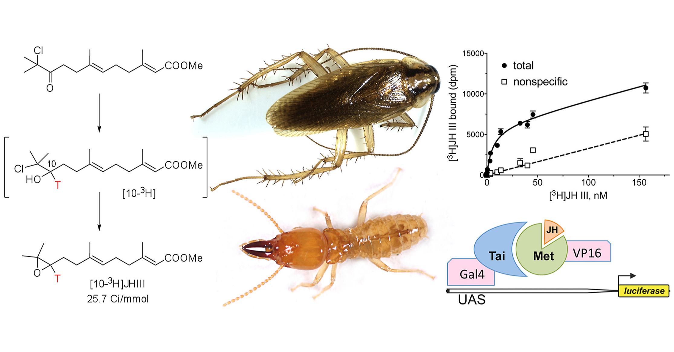 Binding of radiolabeled juvenile hormone by JH receptors in basal insects
