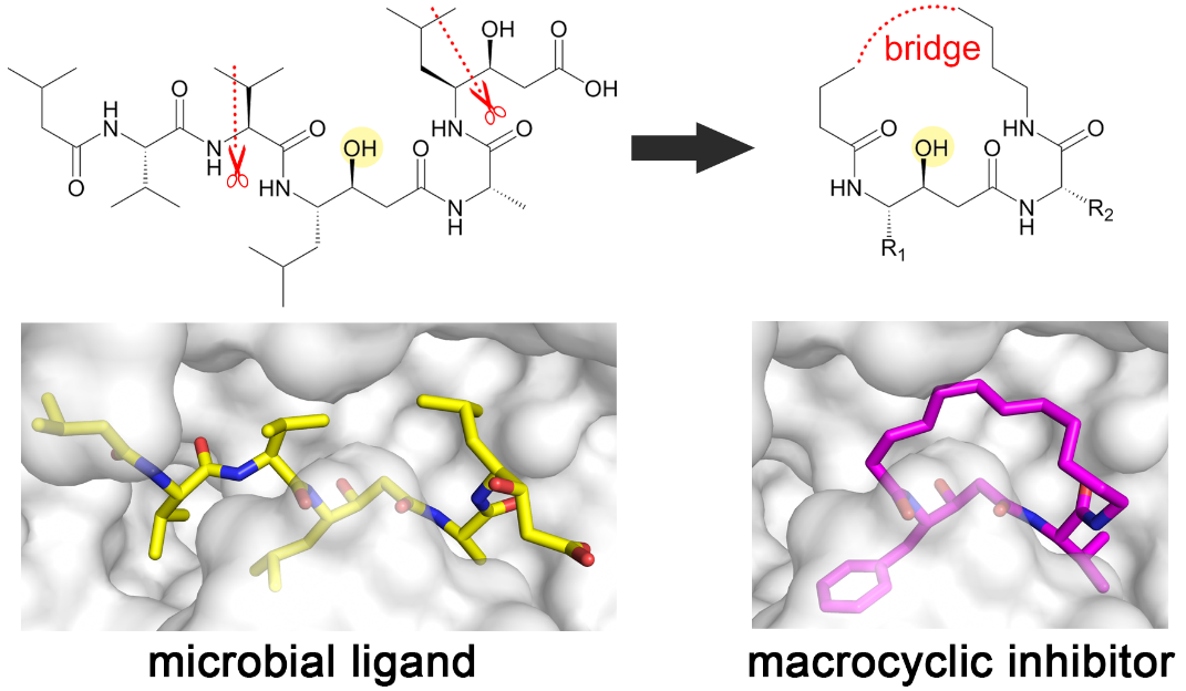 Inspired by nature: Biomimetic macrocycles as protease inhibitors