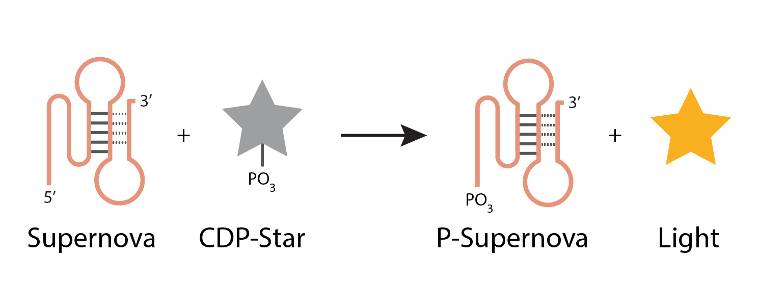 Supernova: a glowing DNA enzyme