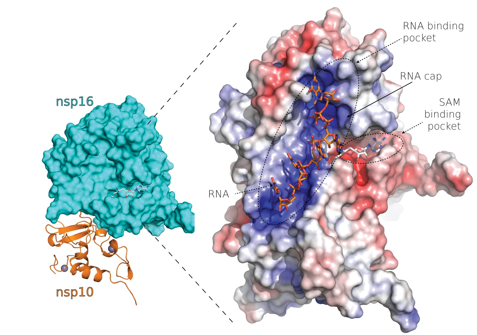 Vědci popsali strukturu proteinů nového koronaviru vhodných pro návrh nových léků