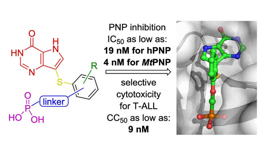 Novel purine nucleoside phosphorylase inhibitors
