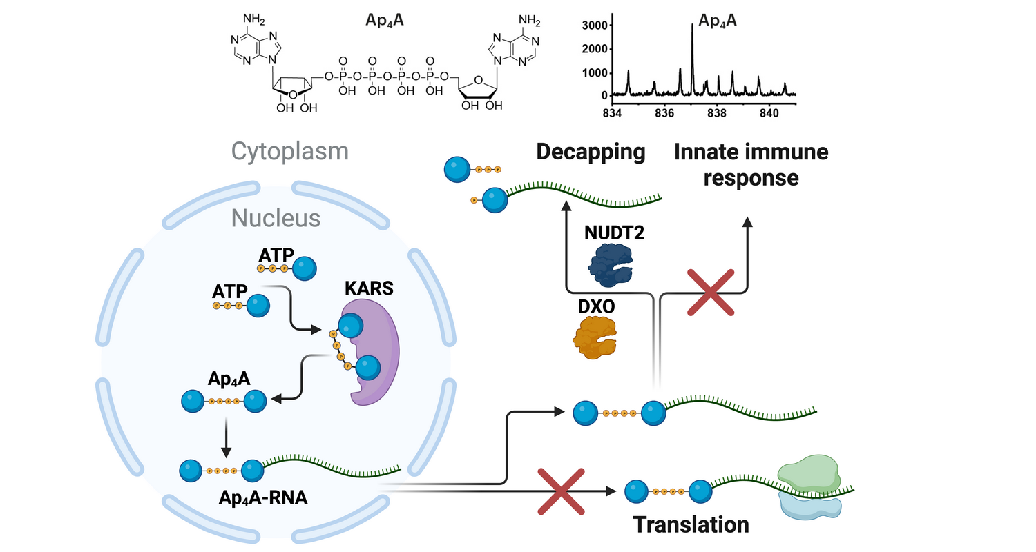 Diadenosine teraphosphate as a novel type of mammalian RNA cap