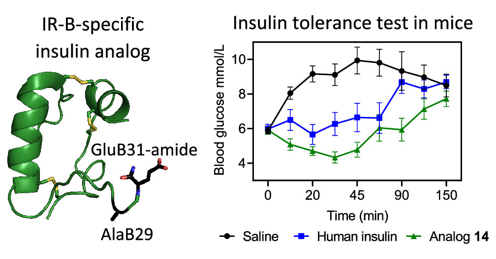 New insulin analogues more stable than human insulin