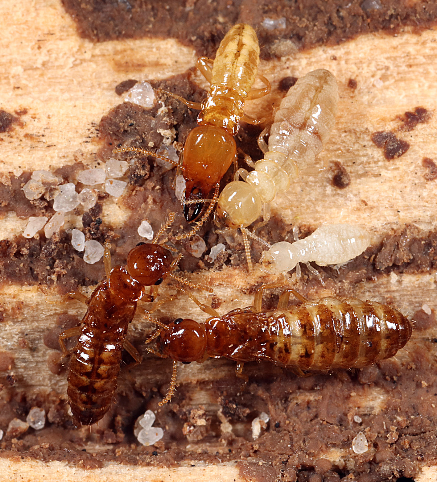 Telomerase in long-lived termites