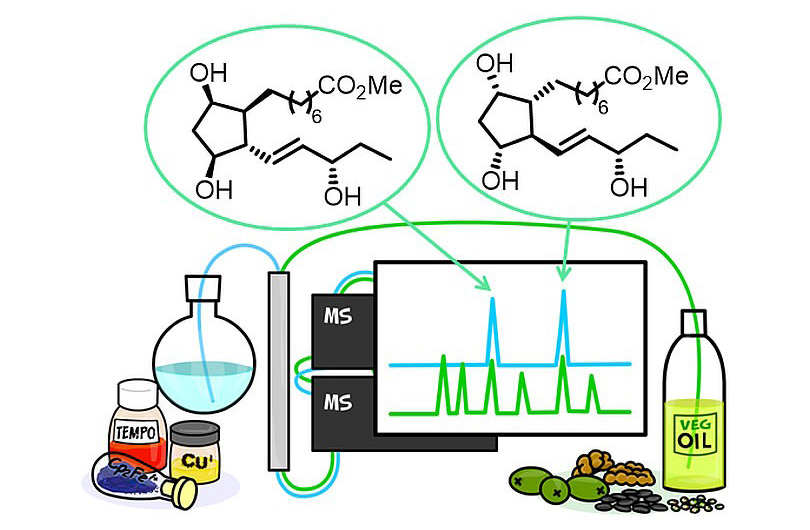 The first total synthesis of phytoglandins, prostaglandin-like natural products in plants