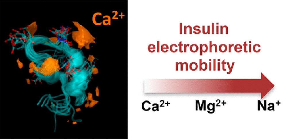 ACS Editors' Choice: Binding of Divalent Cations to Insulin