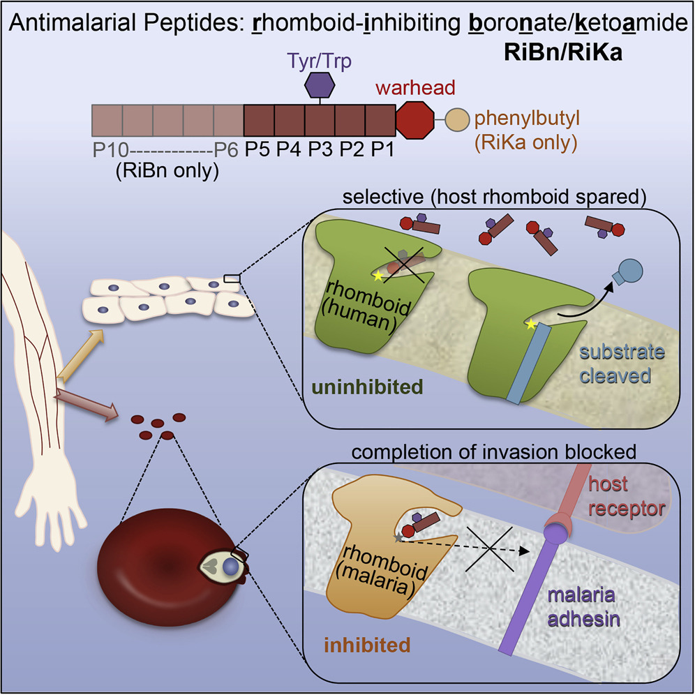 Rhomboid inhibitors blocking invasion and clear blood-stage malaria