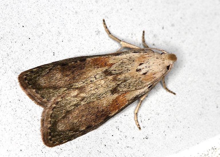 Stereochemistry of two pheromonal components of the bumblebee wax moth