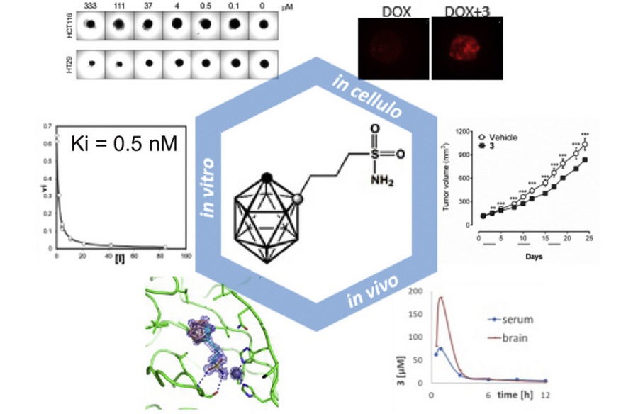 Sulfonamido carboranes as highly selective inhibitors of cancer-specific CA IX
